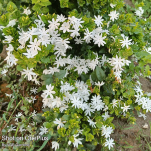 Andhra Jasmine White kakatan