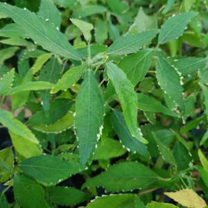 Acalypha godseffiana