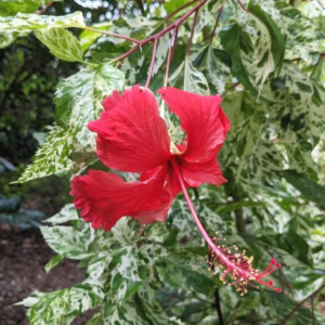 Hibiscus Variegated Red Single Layered