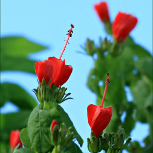 Hibiscus Chilli Red