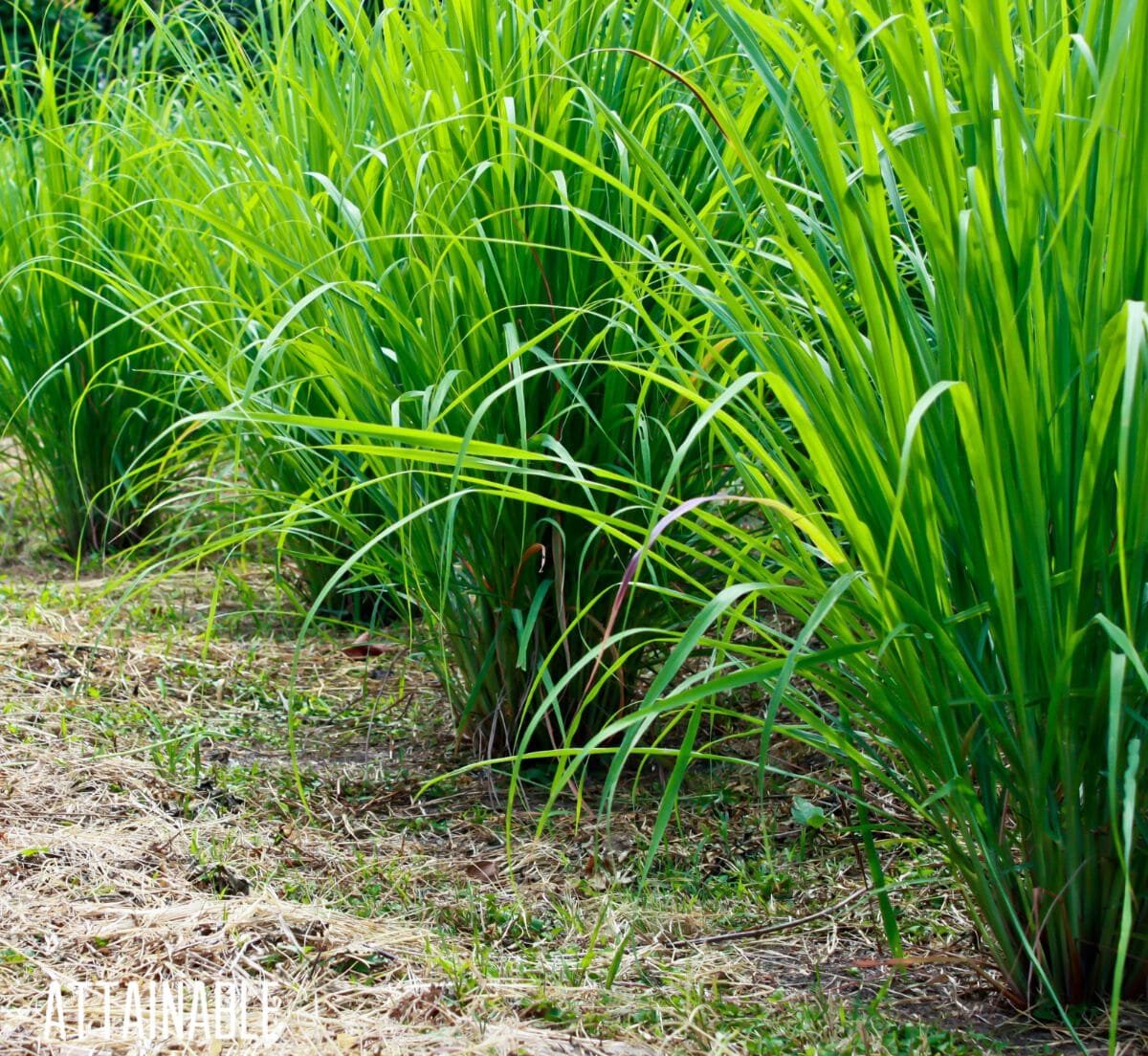 Lemon Grass Herbal Plants VGR Gardens   Lemongrass Plants Vgr Gardens Onlinesale E1681056658110 