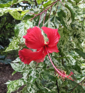 Hibiscus  Combo Pack Live Plant - Image 4