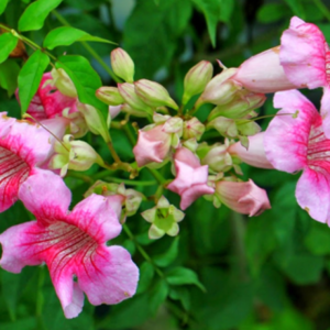 Tecoma Pink Capensis