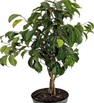 Ficus Green Benjamina