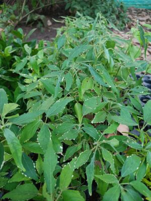 Acalypha godseffiana 'Heterophylla' or Copper Leaf Live Plant - Image 2