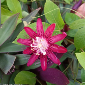 Passion Flower Krishnakamalam Pink