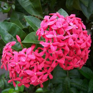 Pink Ixora