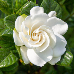 Hybrid Gardenia