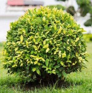 Weeping Fig or Ficus Panda – Ficus Benjamina Golden Ficus – VGR Gardens