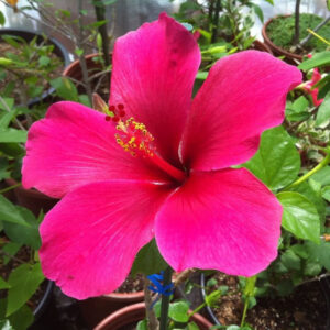 Viceroy Hibiscus Pink