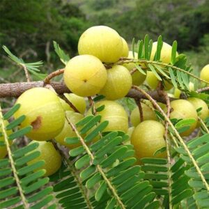 Amla plant Seedlings-Indian Gooseberry Grafted Live Plant - Image 2