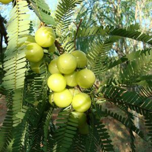 Amla plant Seedlings-Indian Gooseberry Grafted Live Plant - Image 3