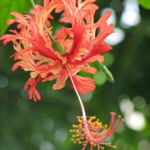 Spider Hibiscus