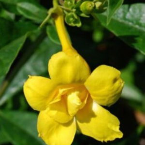 Alamanda Yellow Double Petal