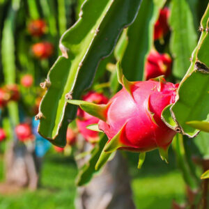 Dragon Fruit Orginal Red Sweet Variety Rooted Live Plant - Image 2