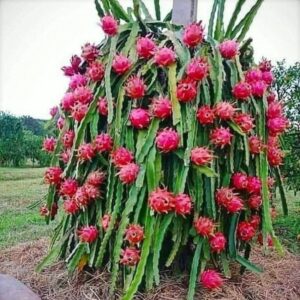 Dragon Fruit Orginal Red Sweet Variety Rooted Live Plant - Image 3