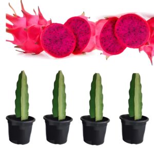 Dragon Fruit Red 4 Live  Plant Combo