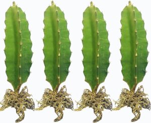 Dragon Fruit Red 4 Live  Plant Combo - Image 2