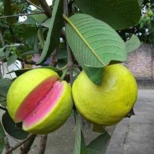 Lalit Guava