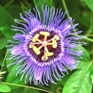 Passion Flower Krishnakamalam Blue