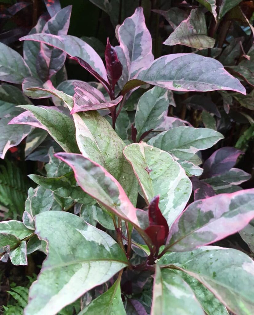Pseuderanthemum Carruthersii VarPeacock plant VGR Gardens