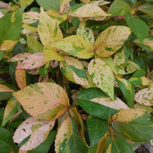 Acalypha musaica Sunset Shrub