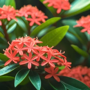 dwarf ixora coccinea