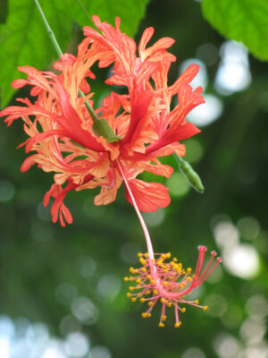 Hibiscus  Combo Pack Live Plant - Image 7