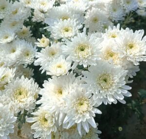 Chrysanthemum White Seventhi