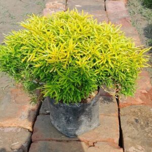 Golden Arliya Plant