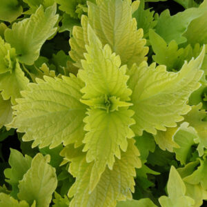 Coleus Green