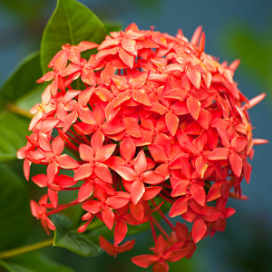 Ixora Red Semi Dwarf