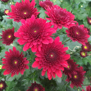 Chrysanthemum Red Seventhi