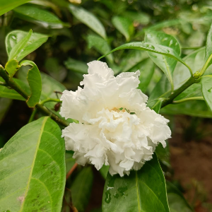 Crape Jasmine Multi Petal Dwarf Plant