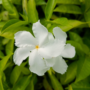 Crape Jasmine Single Petal