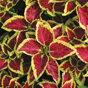 Coleus - Purple Waffle Plant