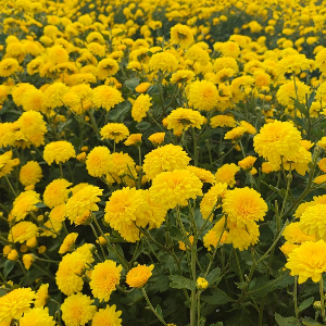 Yellow Seventhi Chrysanthemum