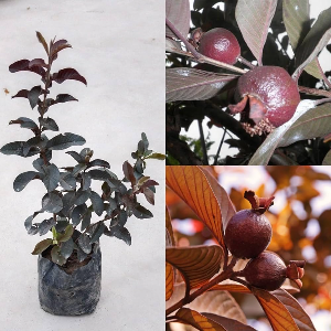 Red Guava Dwarf Bonsai Variety