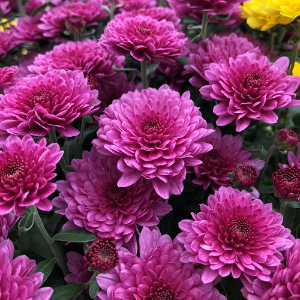 Chrysanthemum Purple Sevanthi