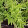 Euphorbia Tithymaloides-Green  or Devil's Backbone Live Plant - Image 2