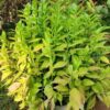 Euphorbia Tithymaloides-Green  or Devil's Backbone Live Plant - Image 3