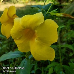 Big Alamanda Yellow