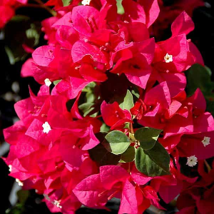 Bougainvillea Bright Pink Flower