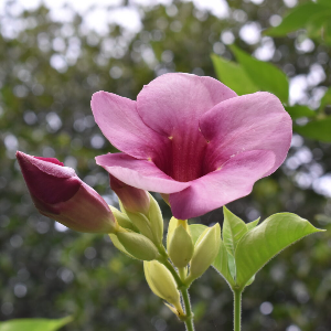 Alamanda Violet