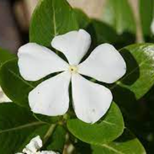 Madagascar Periwinkle White