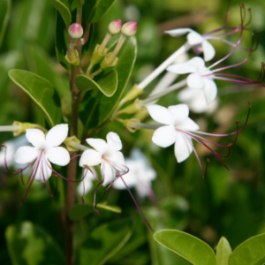 Wild Jasmine Variegated