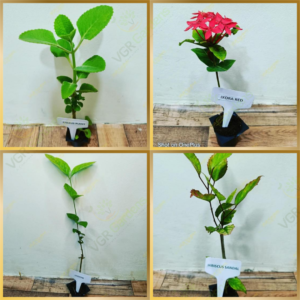 18 Varieties Flowers / Fruits Plant Combo Live Plant - Image 2