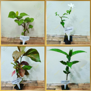 18 Varieties Flowers / Fruits Plant Combo Live Plant - Image 3