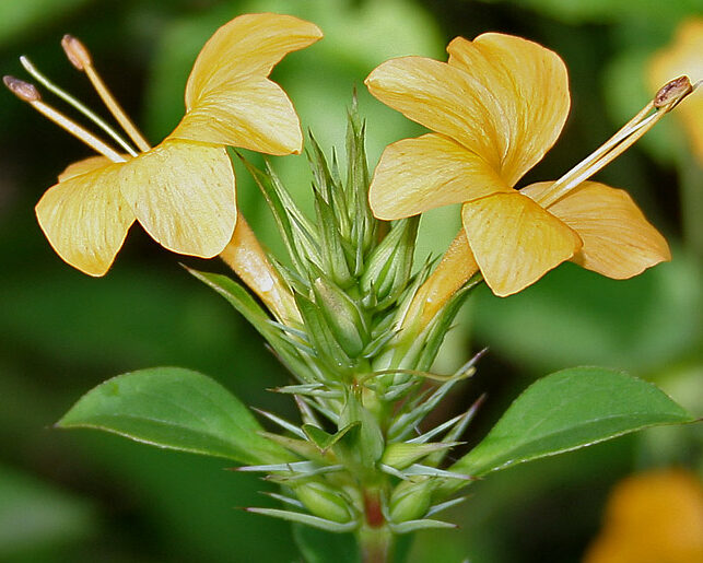 Yellow December Flower (Reinwardtia indica) Flowering Live Plant - Image 3