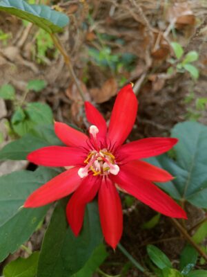 Passiflora Red (Krishna Kamal) - Passion Flower Live Plant - Image 3